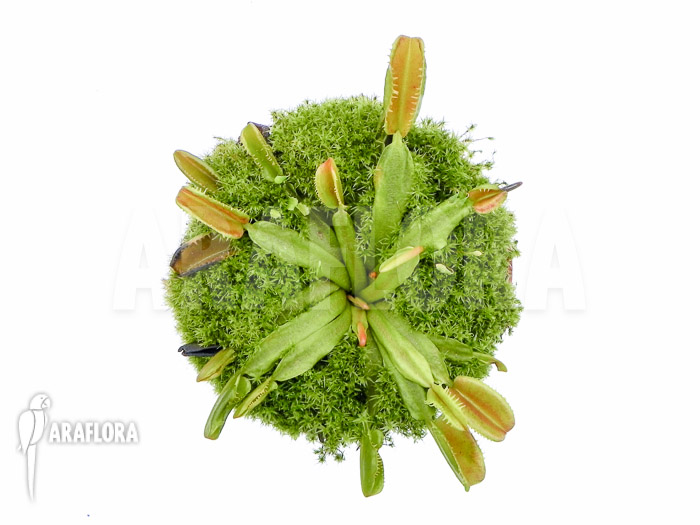 Dionaea muscipula ‚Star dust‘