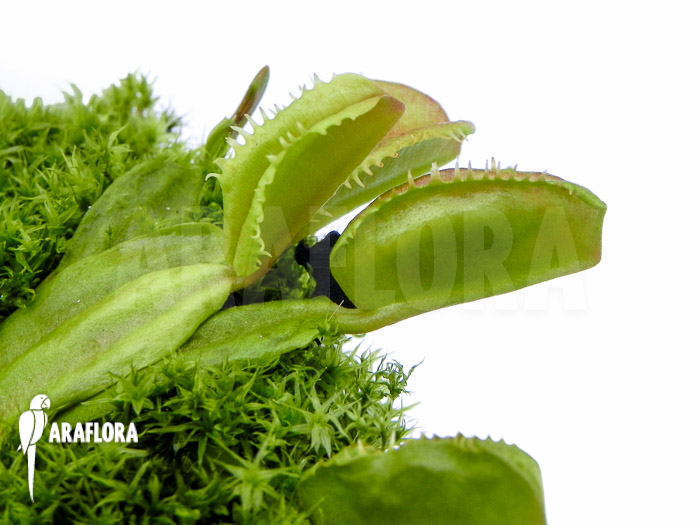 Dionaea muscipula ‚Star dust‘
