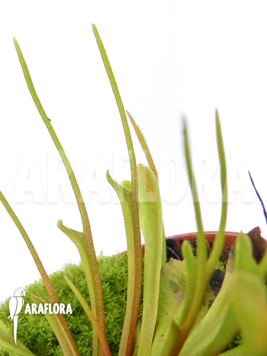 Dionaea muscipula ‚Stingray‘