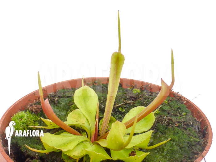 Dionaea muscipula ‚Stingray‘