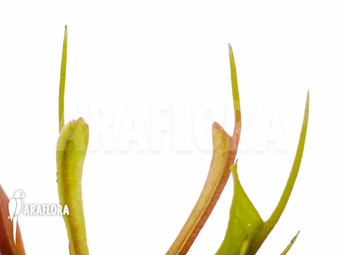 Dionaea muscipula ‚Stingray‘