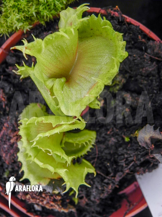 Dionaea muscipula ‚Stricker‘