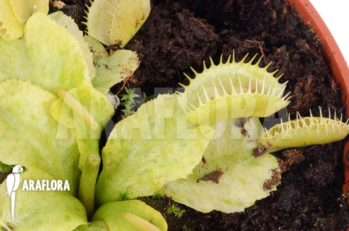 Dionaea muscipula ‚Sunrise‘