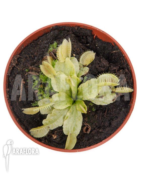 Dionaea muscipula ‚Sunrise‘
