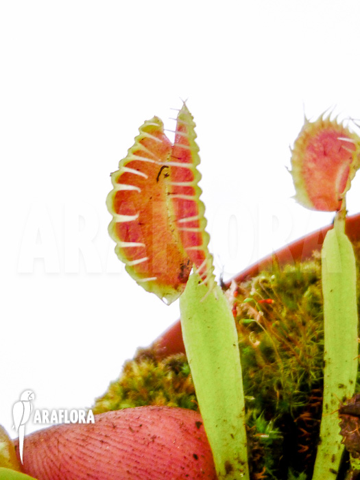 Dionaea muscipula Toy Boy