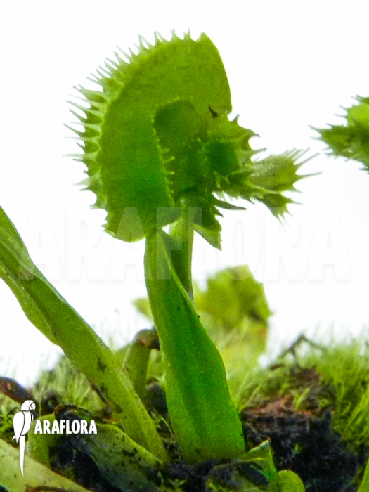 Dionaea muscipula ‚Tremor‘ plug plant