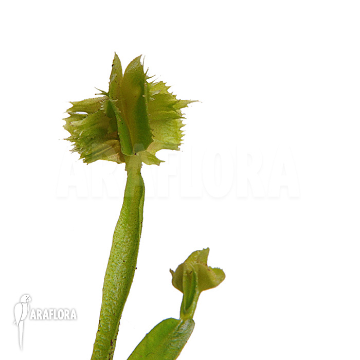 Dionaea muscipula ‚Tremor‘