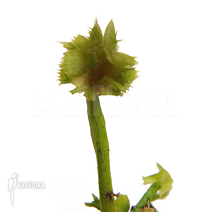 Dionaea muscipula ‚Tremor‘