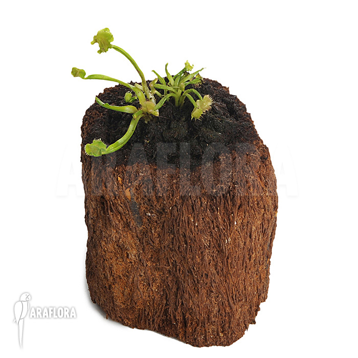 Dionaea muscipula ‚Tremor‘