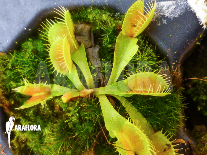 Dionaea muscipula ‚Tremor ‚Starter‘