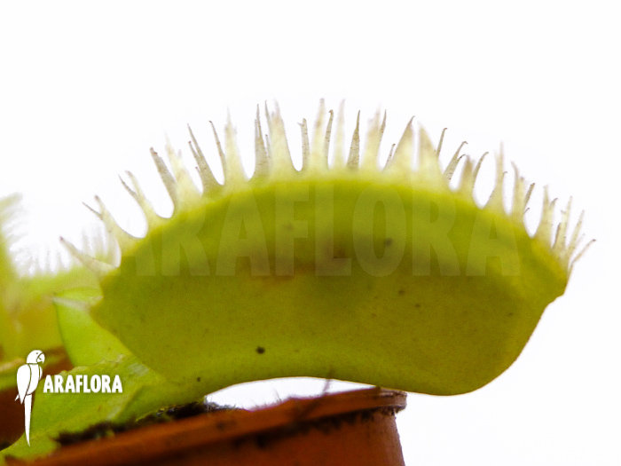 Dionaea muscipula ‚Triton‘