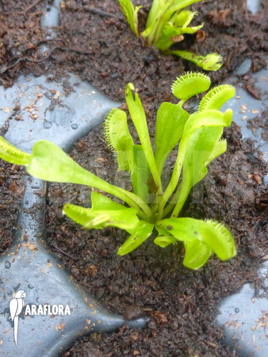 Dionaea muscipula ‚Triton Starter‘