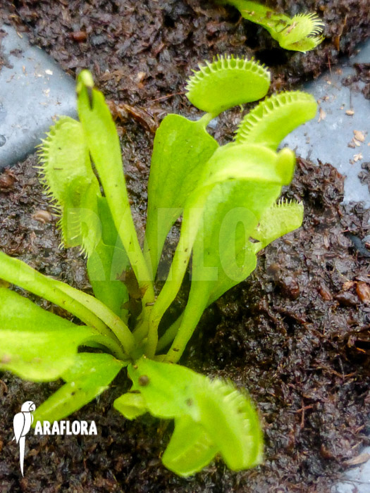 Dionaea muscipula ‚Triton Starter‘
