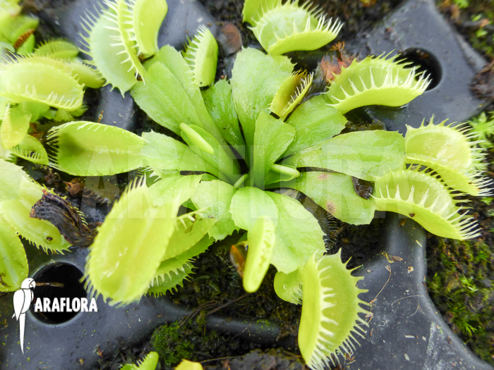 Dionaea muscipula ‚Triton Starter‘