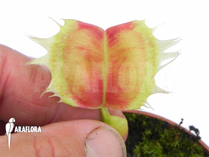 Dionaea muscipula ‚Trump‘