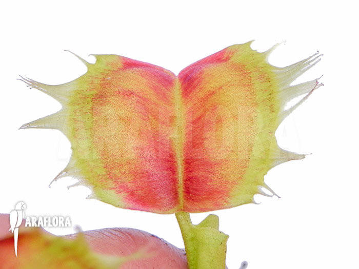 Dionaea muscipula ‚Trump‘