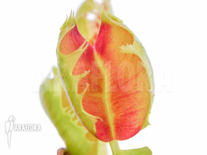 Dionaea muscipula ‚Trump‘