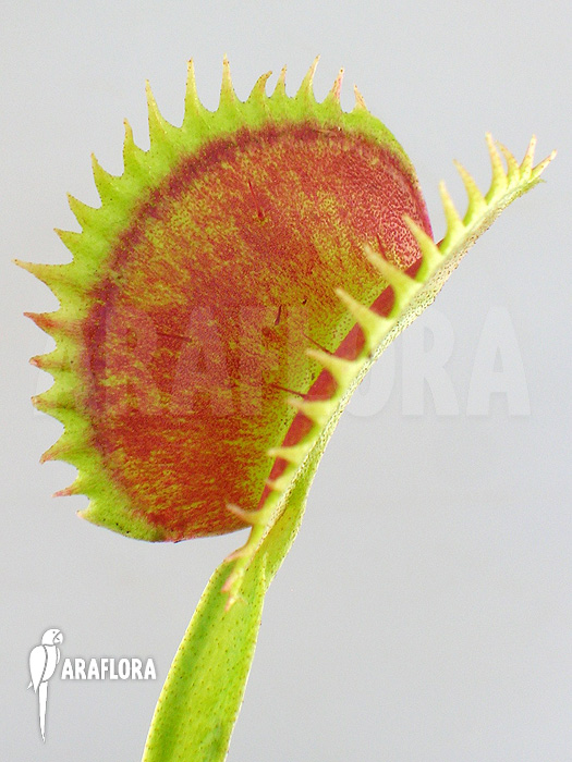 Dionaea muscipula ‚UK sawtooth I‘