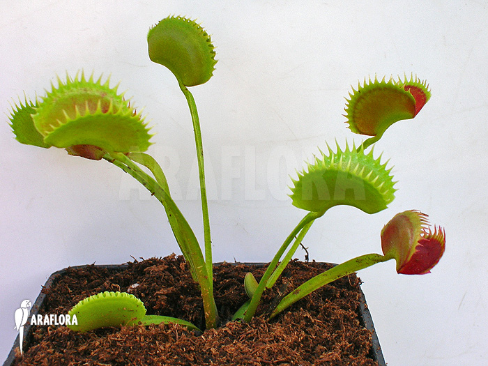 Dionaea muscipula ‚UK sawtooth I‘