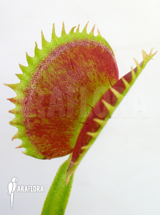 Dionaea muscipula ‚UK sawtooth I‘
