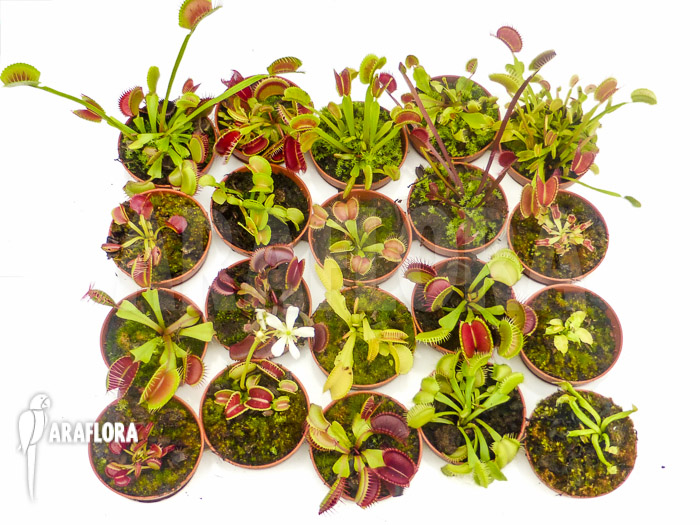 Dionaea muscipula Venusflytrap20 Starter Collection Package