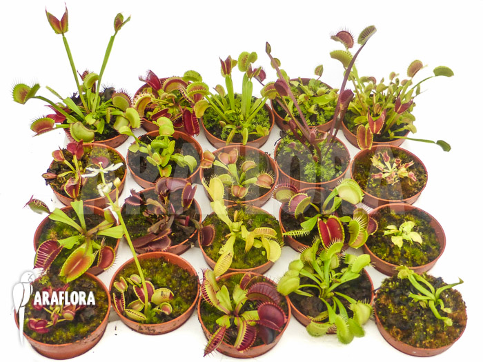 Dionaea muscipula Venusflytrap20 Starter Collection Package