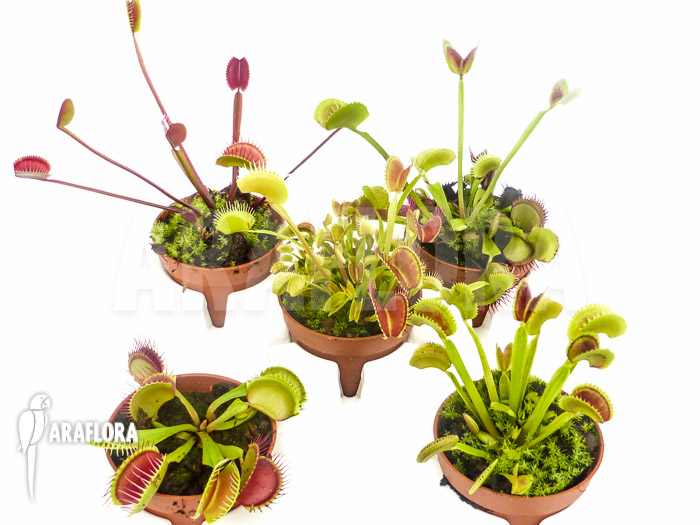 Dionaea muscipula Venusflytrap5 Collection Package