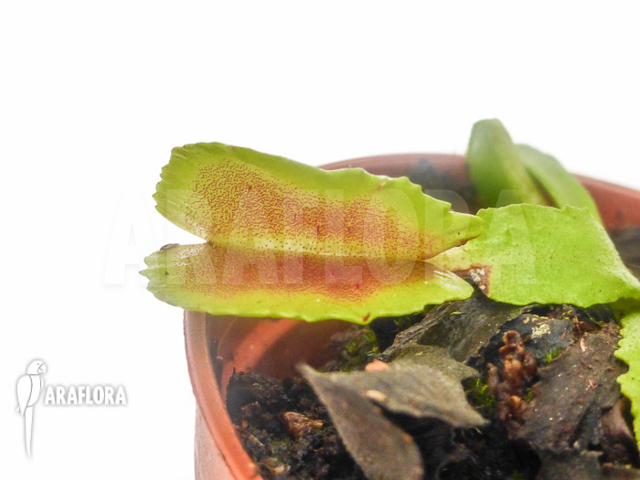 Dionaea muscipula ‚Wacky Traps‘