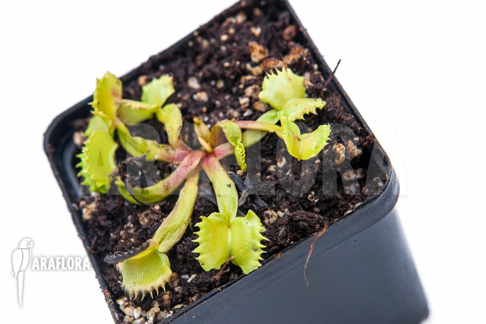 Dionaea muscipula ‚Werewolf‘