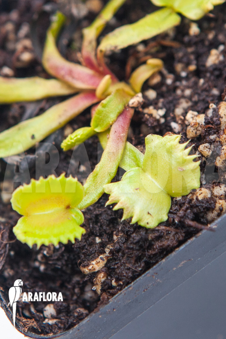 Dionaea muscipula ‚Werewolf‘