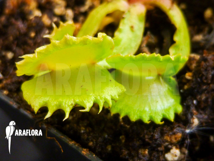 Dionaea muscipula ‚Werewolf‘
