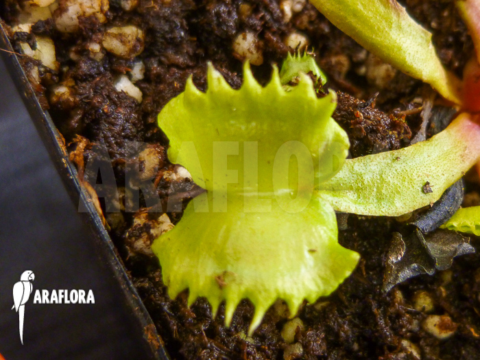 Dionaea muscipula ‚Werewolf‘