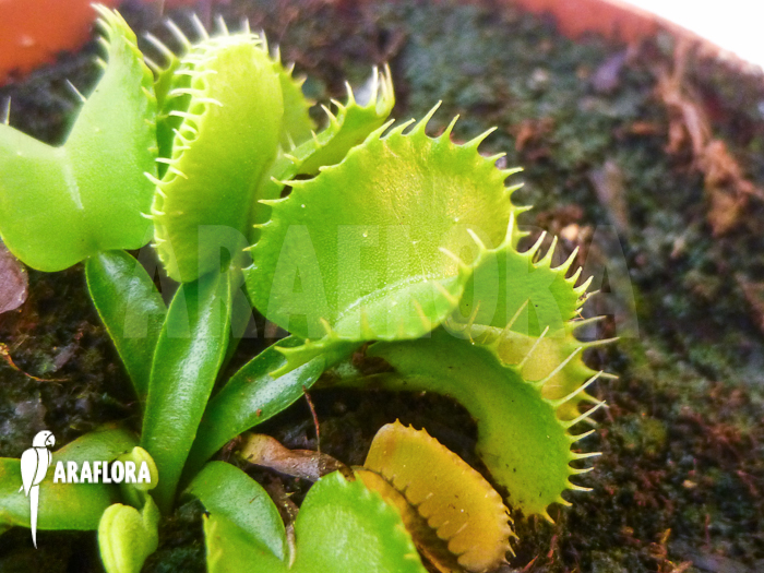 Dionaea muscipula ‚Werewolf Ara‘