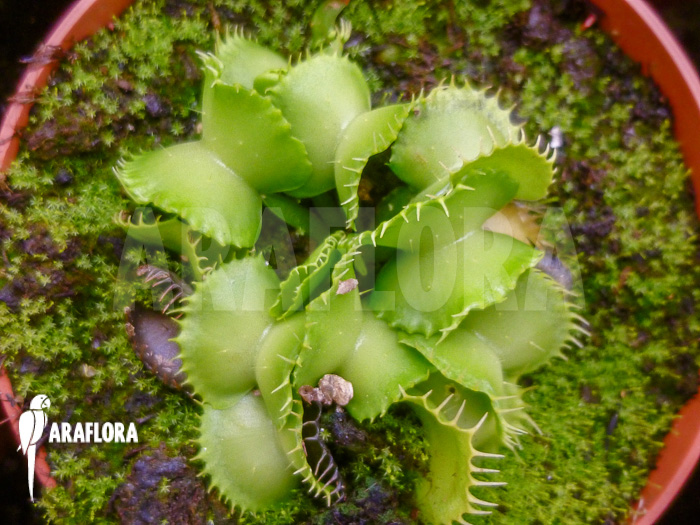 Dionaea muscipula ‚Werewolf Ara‘