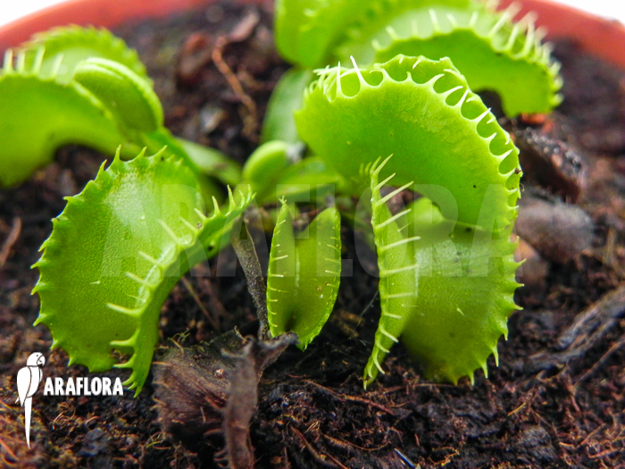 Dionaea muscipula ‚Werewolf Ara‘
