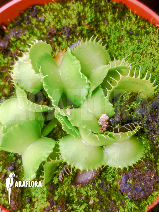Dionaea muscipula ‚Werewolf Ara‘