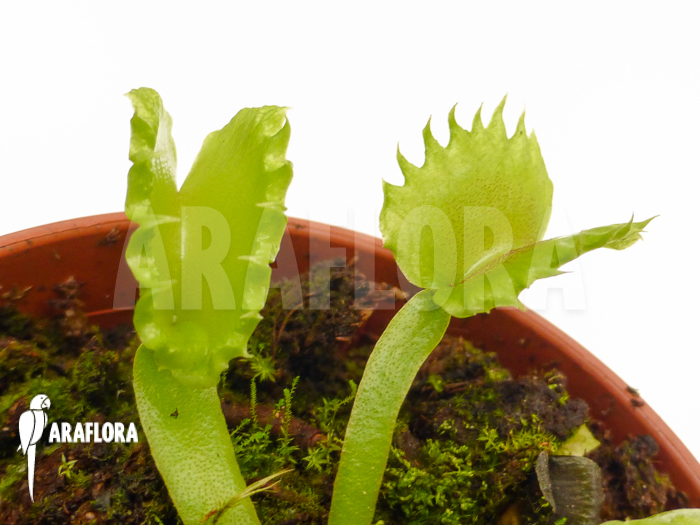 Dionaea muscipula ‚Werewolf‘ ‚Starter‘