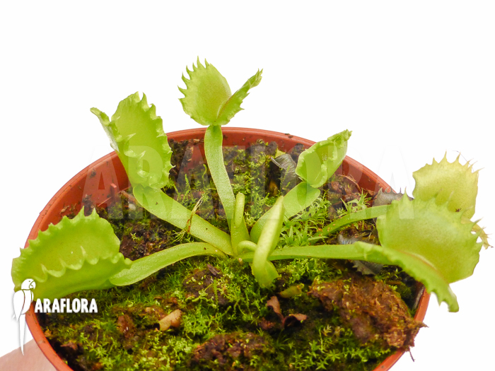 Dionaea muscipula ‚Werewolf‘ ‚Starter‘