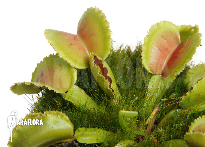 Dionaea muscipula ‚Whale‘