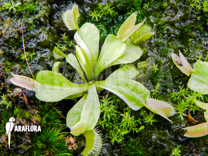 Dionaea muscipula white C