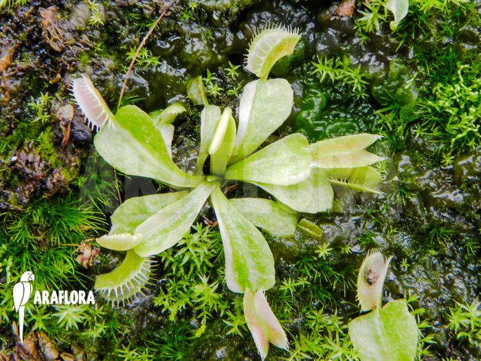 Dionaea muscipula white C