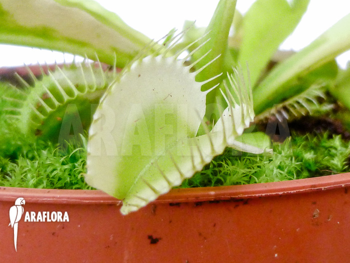 Dionaea muscipula White cringo
