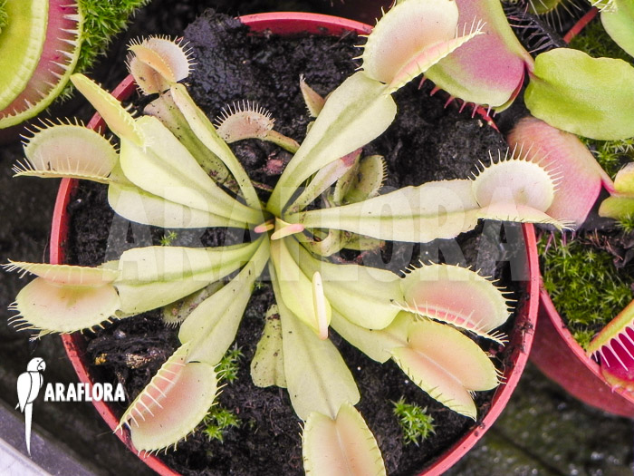 Dionaea muscipula ‚White green‘