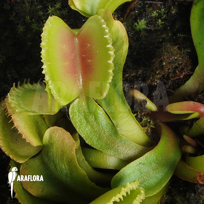 Dionaea muscipula ‚Wiki‘