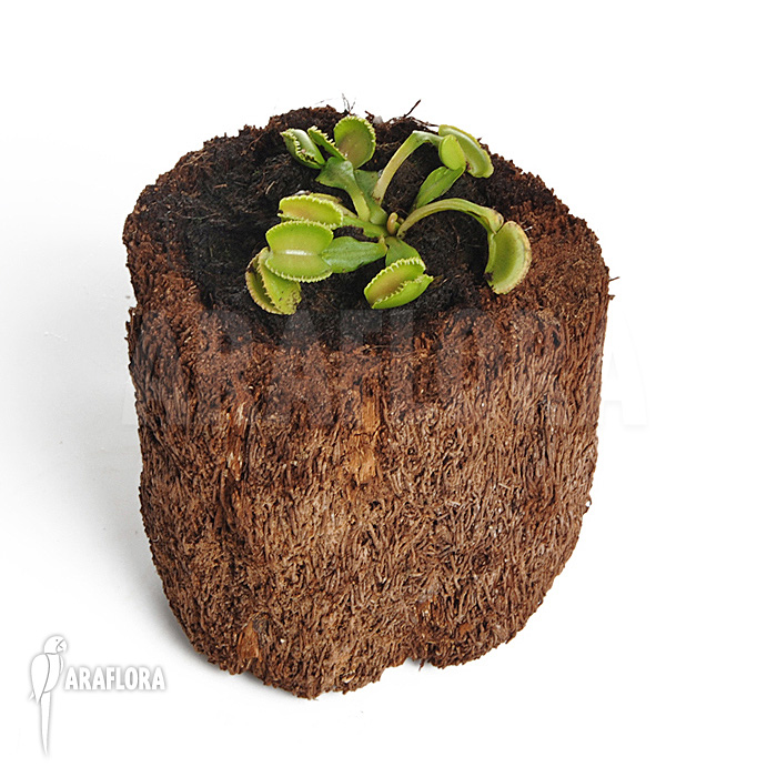 Dionaea muscipula ‚Wiki‘