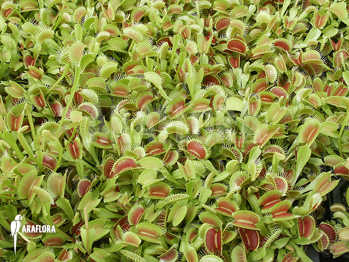 Dionaea muscipula ‚Young plants‘
