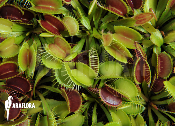 Dionaea muscipula ‚Young plants‘