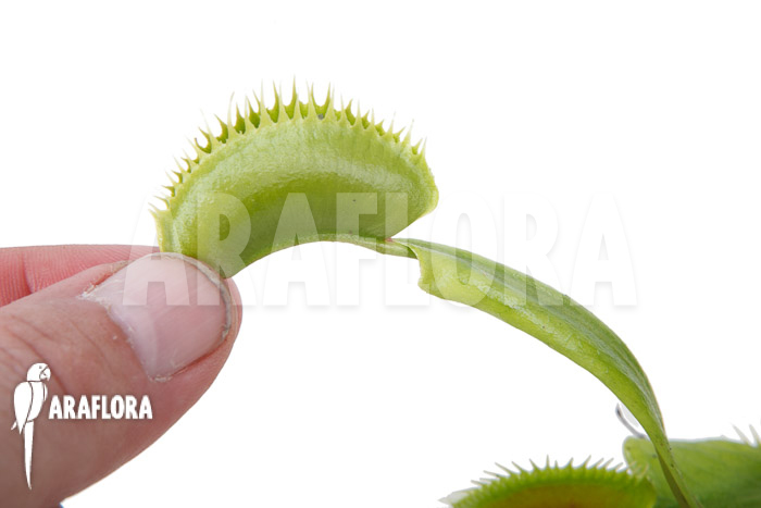 Dionaea muscipula ‚la grosse a gui gui‘