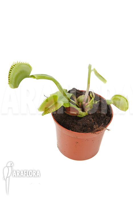 Dionaea muscipula ‚Spotlight‘