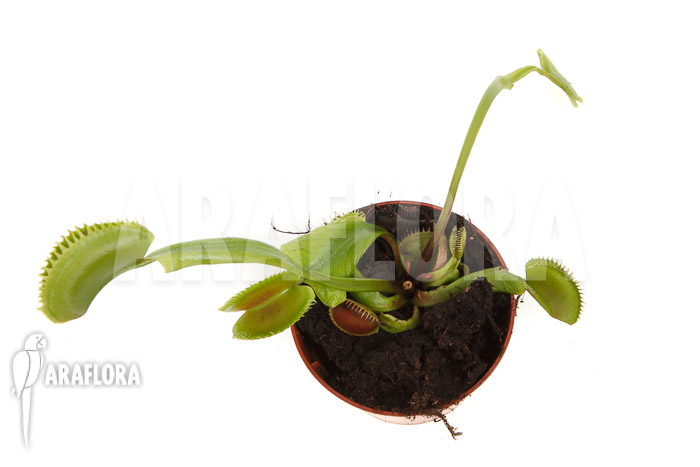 Dionaea muscipula ‚la grosse a gui gui‘